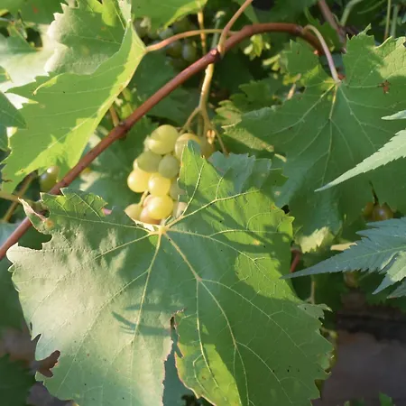 Grancic Appartamento