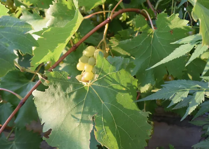 Grancic Appartamento